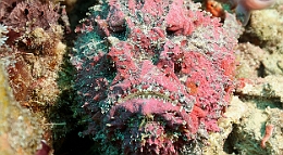 Sipadan_2015_Poisson Pierre_Synanceia verrucosa_IMG_3110_rc